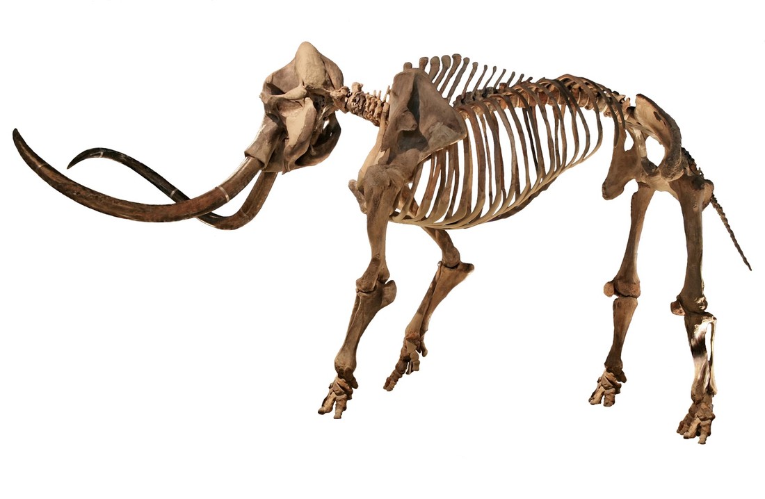 Naturalis winkelt een mammoetskelet bij elkaar Natuurwijzer Naturalis winkelt een mammoetskelet bij elkaar Natuurwijzer